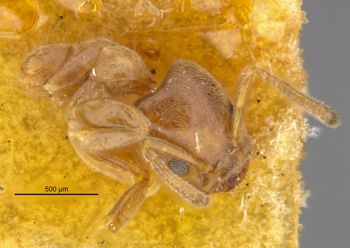 Media type: image;   Entomology 21332 Aspect: habitus lateral view